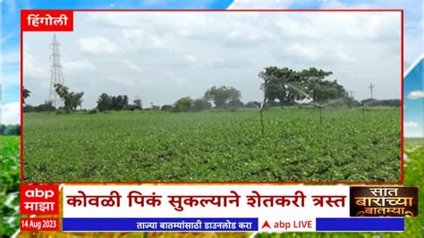 Saat Barachya Batmya 712 Agriculture News Maharashtra Hingoli No Rain Farmers Loss Abp Majha