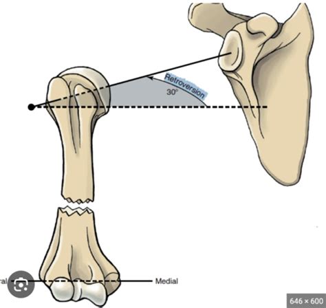 Exam Shoulder Girdle Flashcards Quizlet