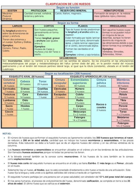 Pdf Clasificacion De Los Huesos Pdf Dokumen Tips