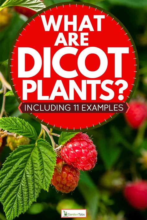 What Are Dicot Plants? [Inc. 11 Examples]