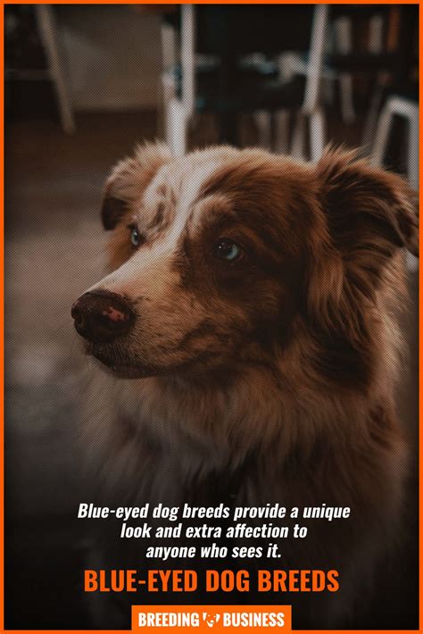 20 Dog Breeds With Blue Eyes – a List of Stunning Blue-Eyed Dogs