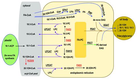 Simplified Pathways For Fatty Acid And Triacylglycerol Synthesis In