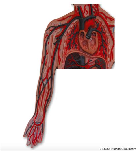 Blood Vessels Of The Upper Limb Diagram Quizlet