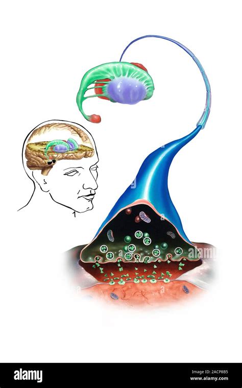 Striatum Anatomical Computer Artwork Of A Human Brain Showing The