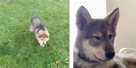 Ils Ach Tent Un Chiot Ressemblant Un Husky Mois Plus Tard Il Se