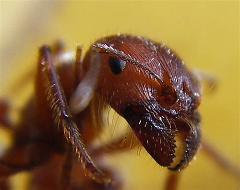 Fileant Head Closeup Wikimedia Commons