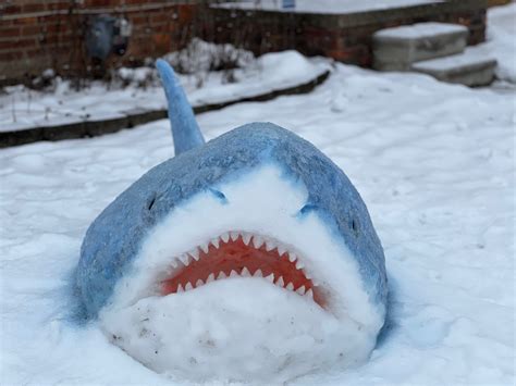 Michigan Woman Creates Snow Sharks On Her Front Lawn