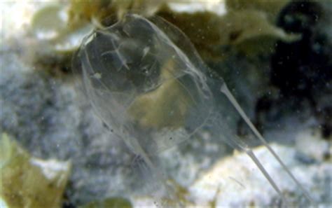 Box Jellyfish - Caribbean