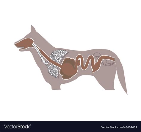 Internal organs of the dog isolated Royalty Free Vector