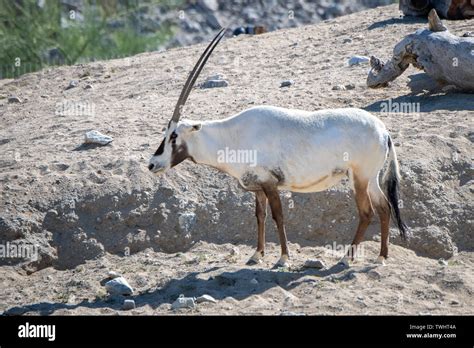 Arabian Oryx Oryx Leucoryx At The Living Desert Zoo And Gardens In