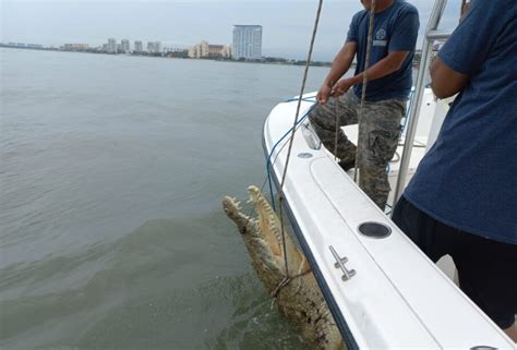 Capturan cocodrilo de más de 3 metros en playas de Vallarta