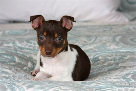 The 7 Best Rat Terrier Breeders In The Us