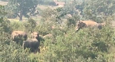 Elephants Havoc Continues A Herd Of 11 Elephants Has Camped In Rakua Forest हाथियों का