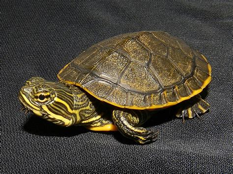 Eastern Chicken Turtles | Eastern Chicken Turtles For Sale | The Turtle ...