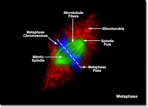 Molecular Expressions Cell Biology: Mitosis with Fluorescence ...