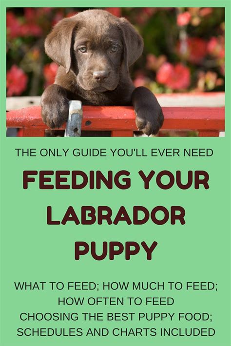 Feeding Your Labrador Puppy: How Much, Diet Charts And The Best Food