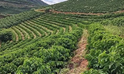 Muniz Freire Realiza Mais Um Dia De Campo Agora Sobre Cafeicultura