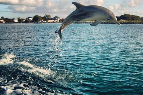 Dolphin Cruise St Petersburg Fl