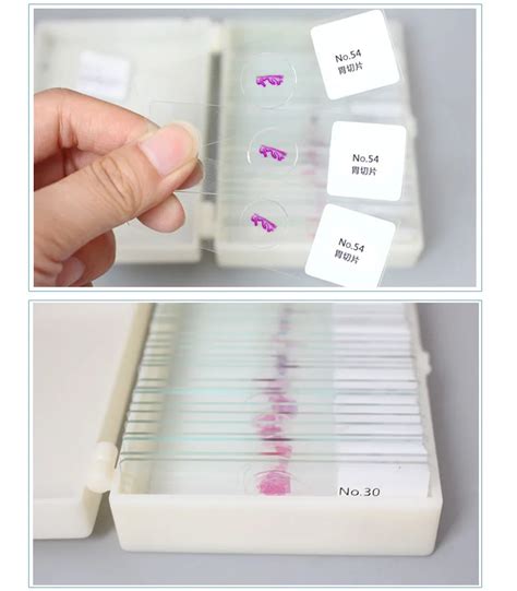 Stomach Histology Slides Individual Microscope Prepared Slide For Biological Lab Equipment - Buy ...