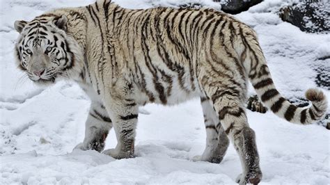 Hintergrundbilder : Weiß, Tiere, Schnee, Winter, Tiger, Tierwelt, große ...