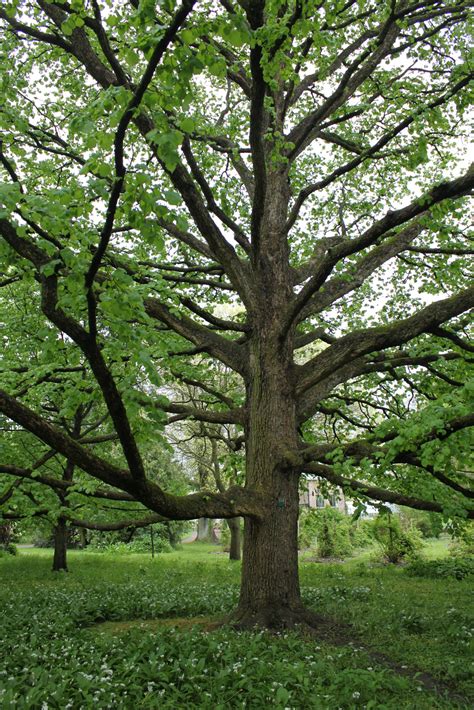 Corylus colurna - Tönnersjö Plantskola