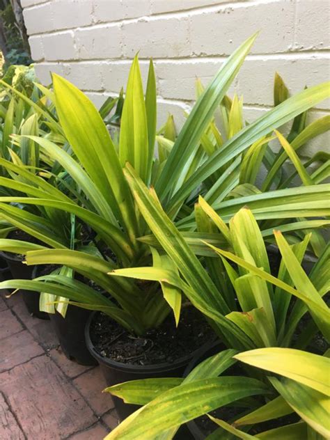 How To Grow And Use Pandan Gardendrum