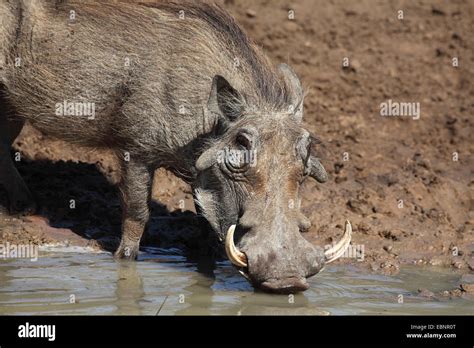 Common Warthog Savanna Warthog Phacochoerus Africanus Male Drinks