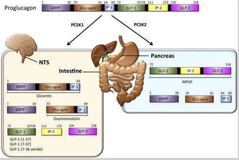 GLP 1 Appetite Insulin And Genetics