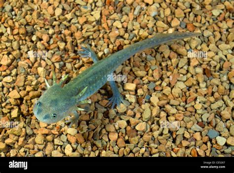 Barred Tiger Salamander Larvae