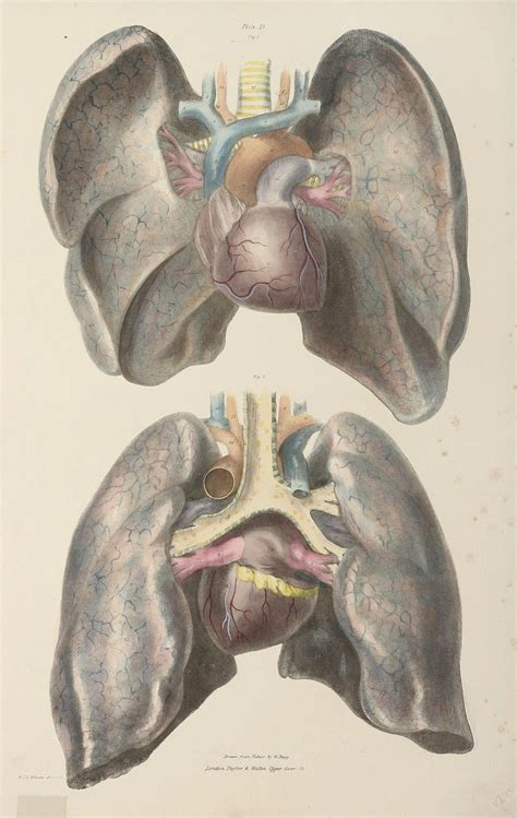 The Organs Of Respiration And Circulation The Lungs And Heart