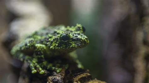 Mossy Frog · Tennessee Aquarium