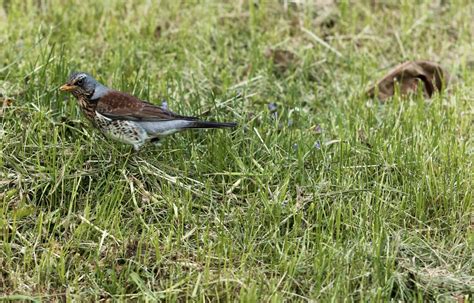 Fotos Gratis Naturaleza C Sped P Jaro Prado Pradera Fauna