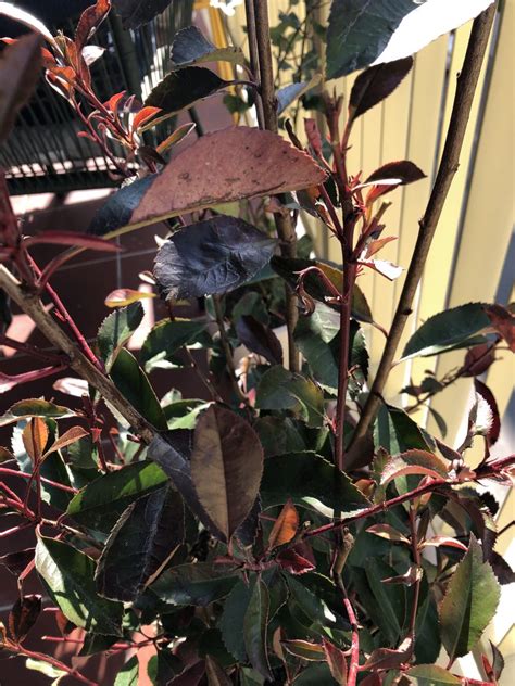 Photinia Red Robin Bobite In Ghiveci Si Pete Albicioase Pe Frunze