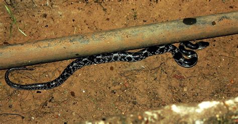 Sri Lankan Pipe Snake Cylindrophis