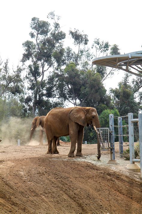 How to Buy Discount San Diego Zoo Tickets (2020) - Top 13 Ways | La