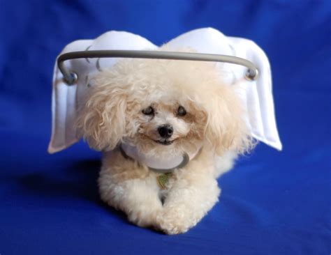 Sudden Acquired Retinal Degeneration In Dogs
