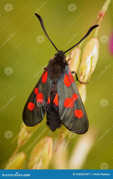 Vertical Closeup On A Colorful Five Spot Burnet Moth Zygaena Trifolii