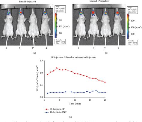 Figure 1 From Subcutaneous Administration Of D Luciferin Is An