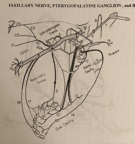 019 Pterygopalatine Fossa Nerves Flashcards | Quizlet