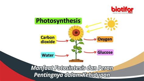 Pahami Fungsi Penting Xilem Dan Floem Pada Tumbuhan Biotifor