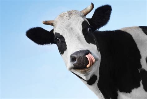 Cute Black And White Cow Names - All About Cow Photos