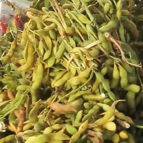 Jual Kacang Kedelai | Shopee Indonesia