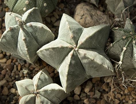 Astrophytum Myriostigma Guide How To Care For Bishops Cap Cactus