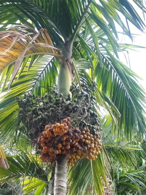 How To Grow A Betel Nut Tree Betel Nut Areca Palm Plant Tree Care