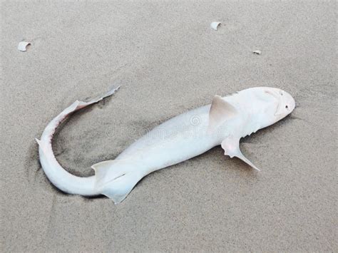 Lavato Sullo Squalo Morto Sulla Spiaggia Immagine Stock Immagine Di