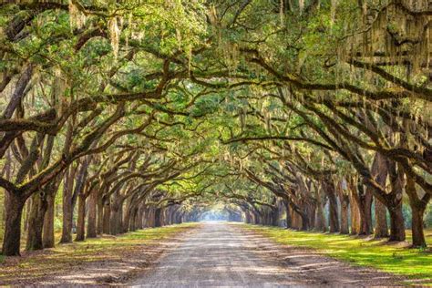 Savannah: Stories of Old Savannah History Tour | GetYourGuide