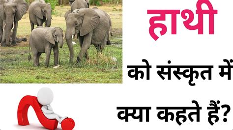 Hathi Ko Sanskrit Mein Kya Kahate