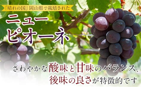 ぶどう 2025年 先行予約 岡山県産 大粒 ニューピオーネ 1房（600g以上）農園直送 朝採れ 岡山市anaのふるさと納税