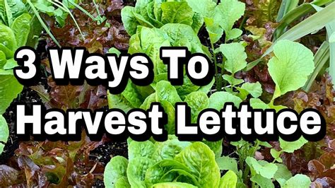 lettuce growing in the garden with text overlay that reads 3 ways to ...