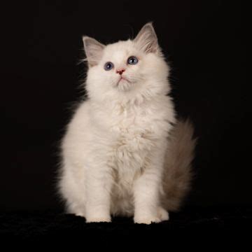 Available Kitten Details Aberlady Ragdolls